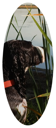 Gone Hunting (Duck with Dog)